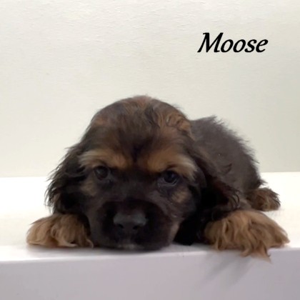 puppy, for, sale, Cocker Spaniel, Joe & Cherri  Overlease, dog, breeder, Miller, MO, dog-breeder, puppy-for-sale, forsale, nearby, find, puppyfind, locator, puppylocator, aca